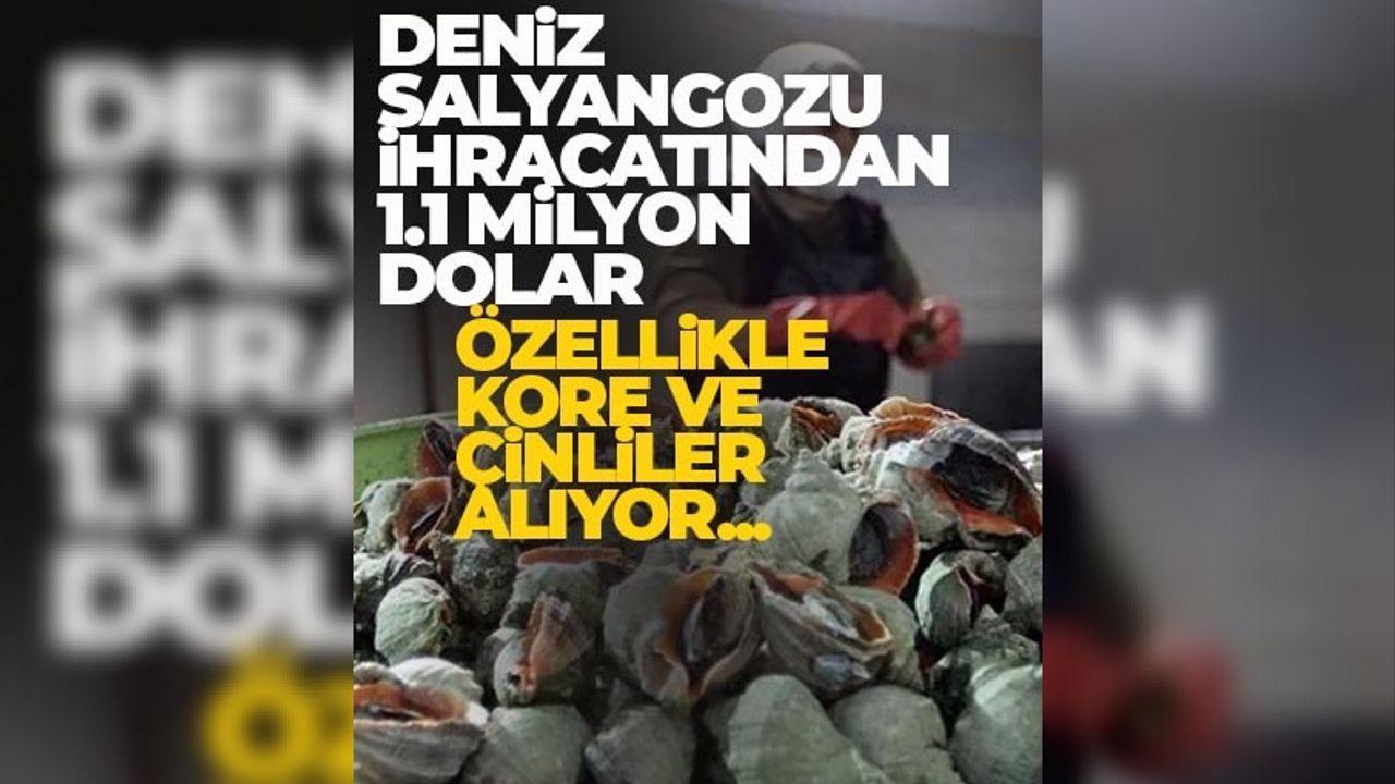 Türkiye'den Güney Kore ve Çin'e deniz salyangozu ihracatı!