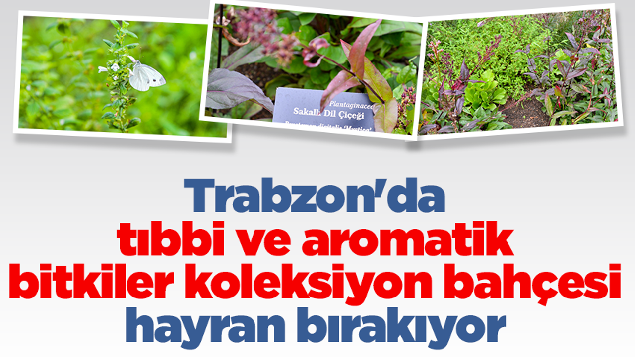 Trabzon'da tıbbi ve aromatik bitkiler koleksiyon bahçesi hayran bırakıyor