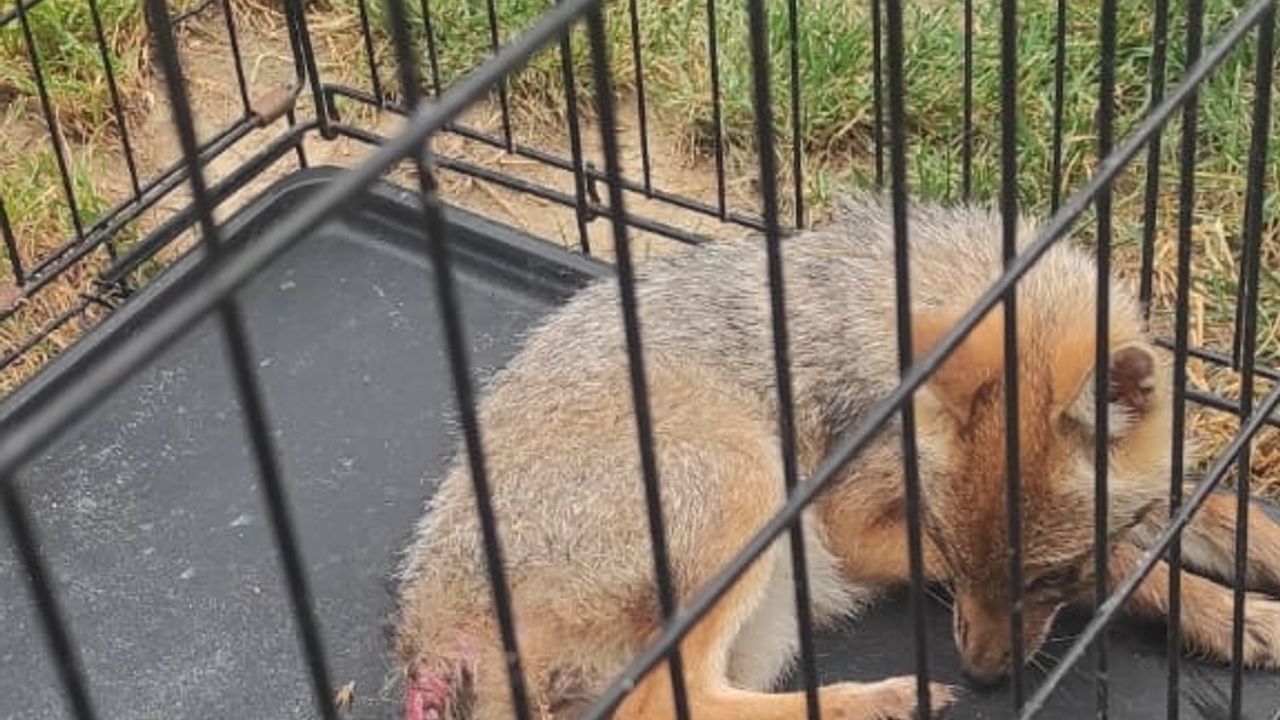 Bolu'da köpeklerin saldırısında yaralanan tilki tedavi edilerek doğaya salındı