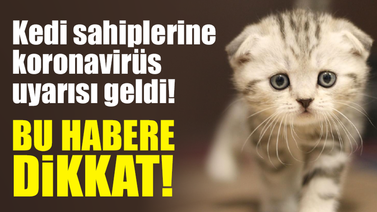 Kedi sahiplerine koronavirüs uyarısı!