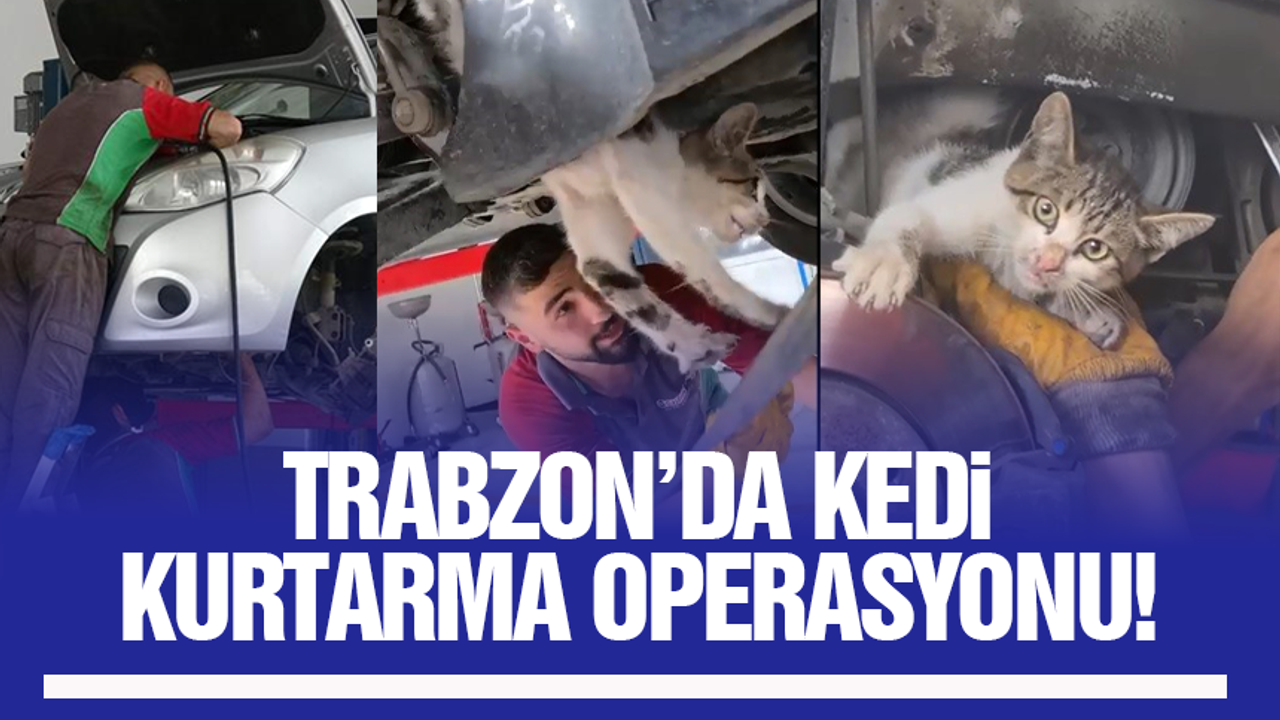 Trabzon'da oto servisinde kedi kurtarma seferberliği