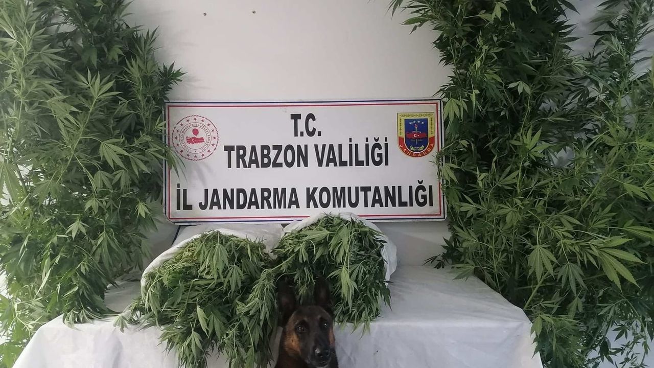 Jandarma Narkotik Timleri ve JASAT dedektiflerinden ortak operasyon