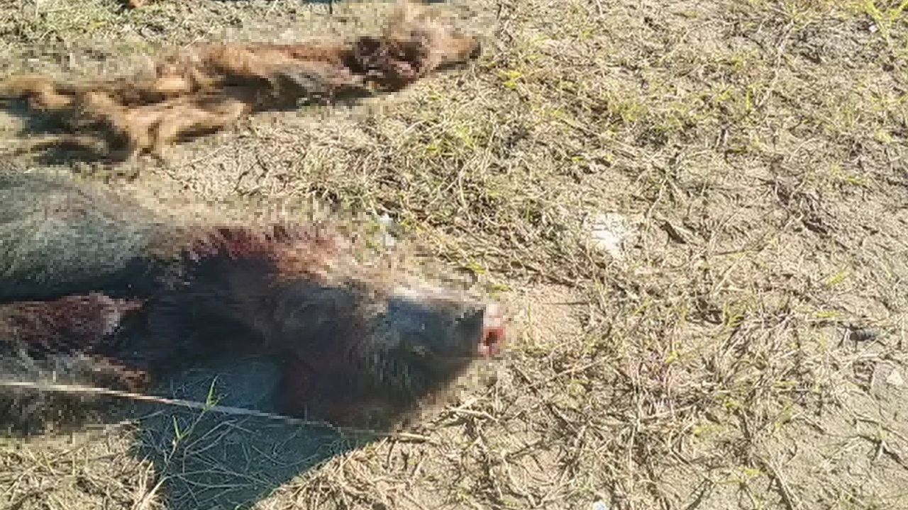 İstanbul’da 6 domuz avlandı, etleri alınıp sakatatları bırakıldı