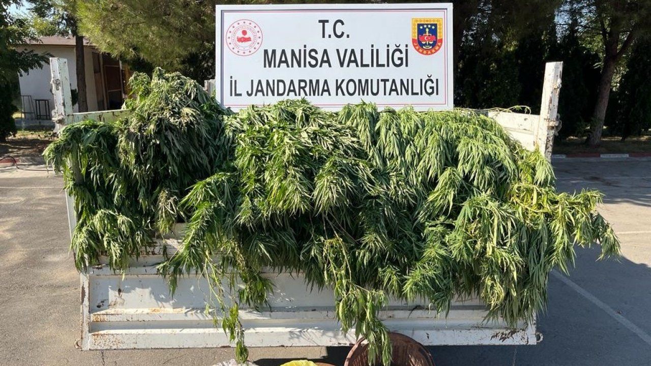 Turgutlu’da meyve ağaçlarının arasında kenevir yakalandı