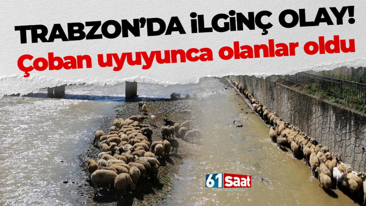 Trabzon’da ilginç olay! Çoban uyuyunca olanlar oldu