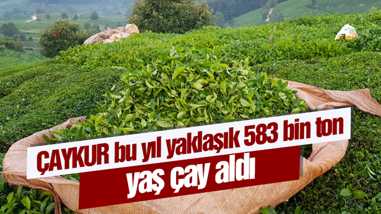 ÇAYKUR bu yıl yaklaşık 583 bin ton yaş çay aldı