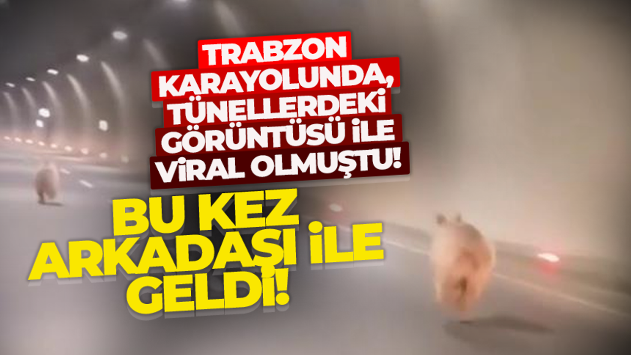 Trabzon Gümüşhane Karayolunda tünelde ayıların görüntüsü viral oldu...