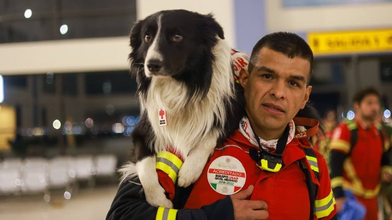 Meksika, meşhur arama kurtarma köpeklerini Türkiye’ye gönderdi