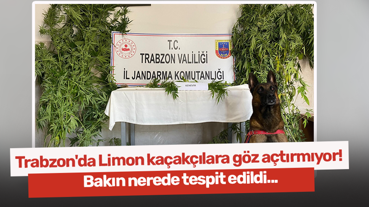 Trabzon'da Limon kaçakçılara göz açtırmıyor! Bakın nerede tespit edildi...