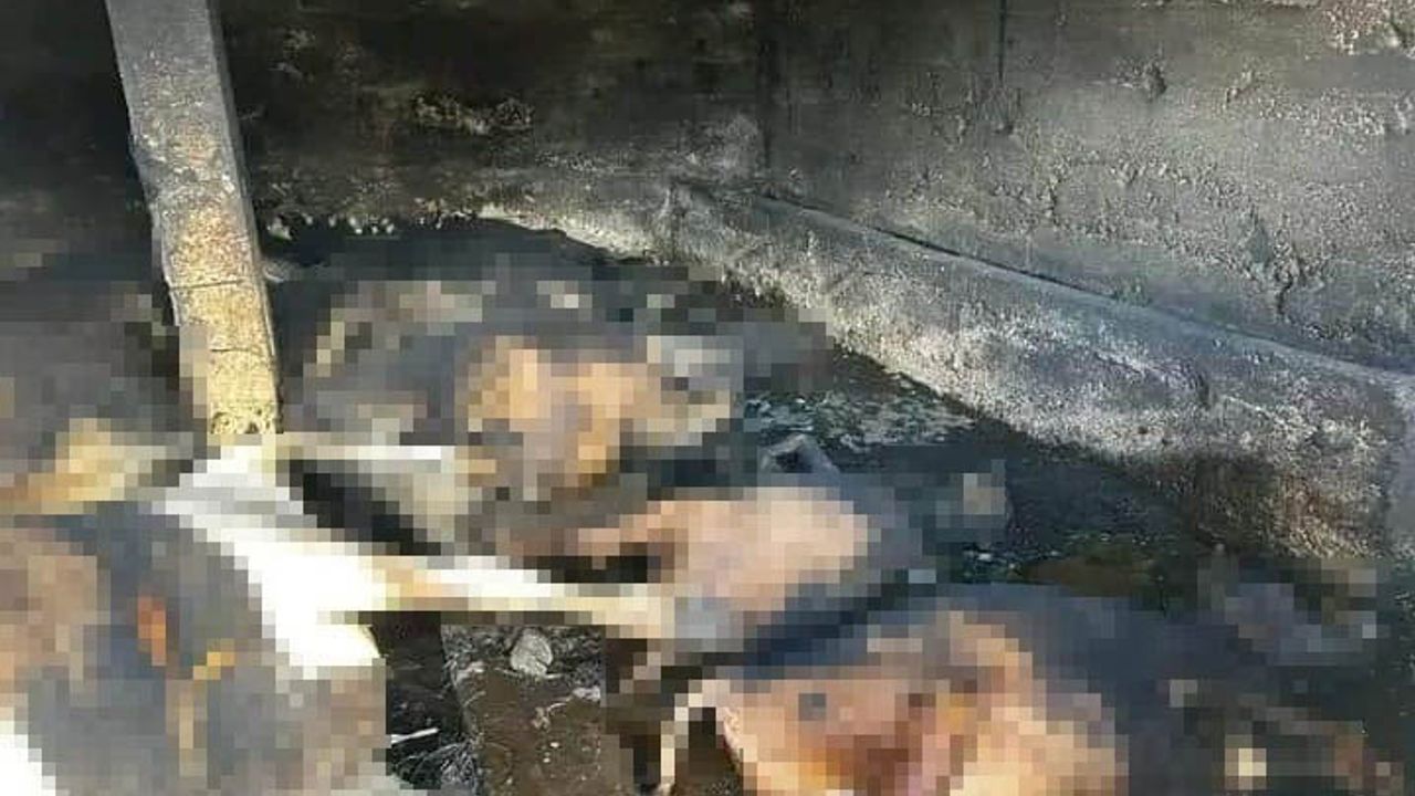 Trabzon’da çıkan yangında 12 hayvan telef oldu