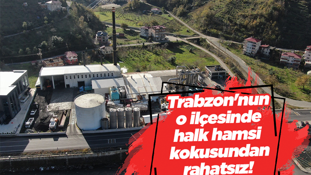 Trabzon'nun o ilçesinde halk hamsi kokusundan rahatsız!