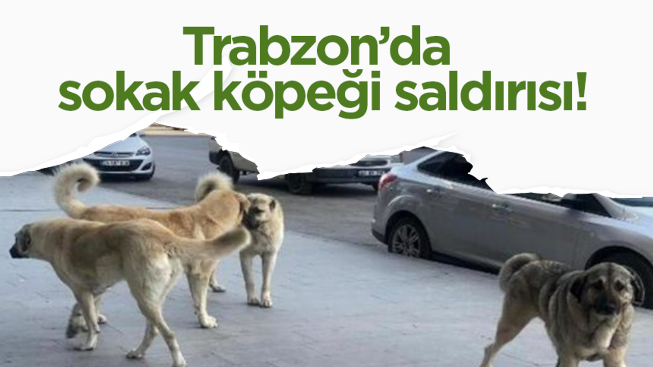 Trabzon’da sokak köpeği saldırısı!
