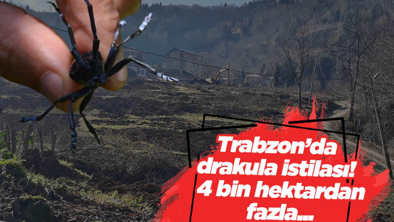 Trabzon’da drakula istilası! 4 bin hektardan fazla …