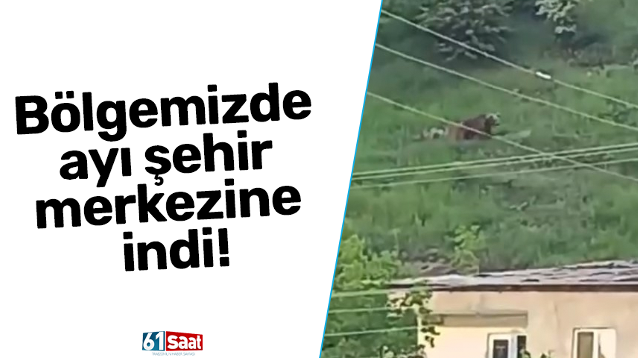 Bölgemizde ayı şehir merkezine indi!