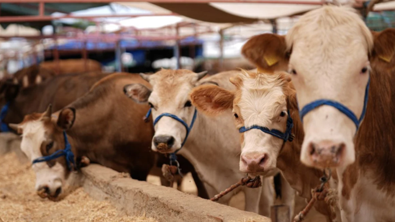 Kurban Bayramı öncesi hastalık ve kesimlere ilişkin tedbirler alındı