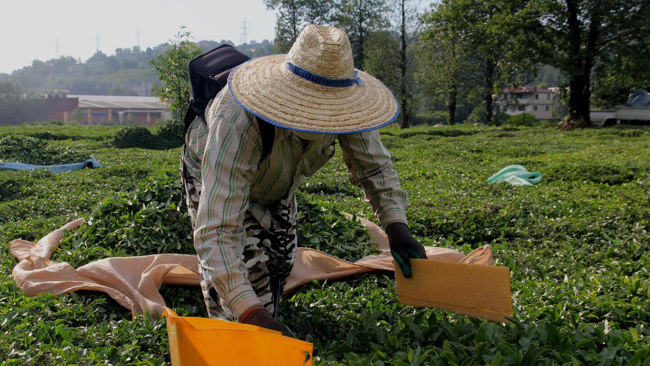 2025 yılı çay sezonunda sancılı geçecek gibi!