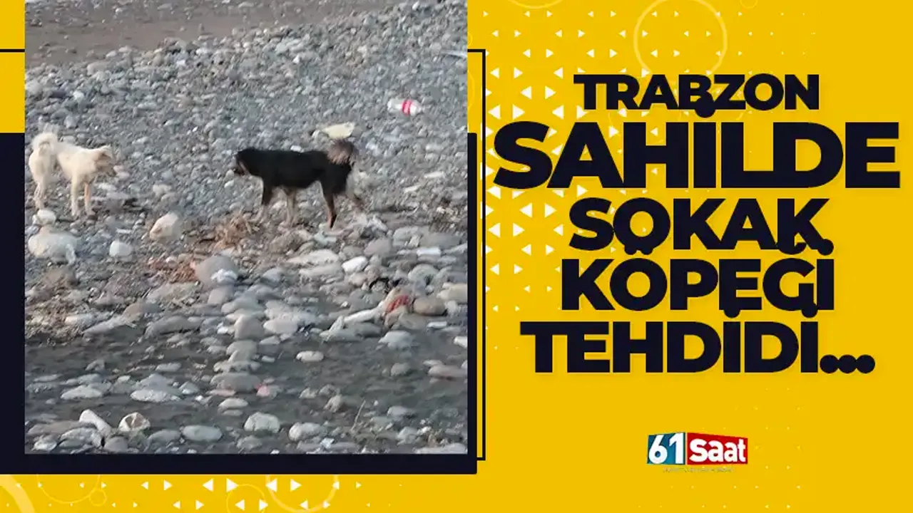 Trabzon sahilde sokak köpeği tehdidi...