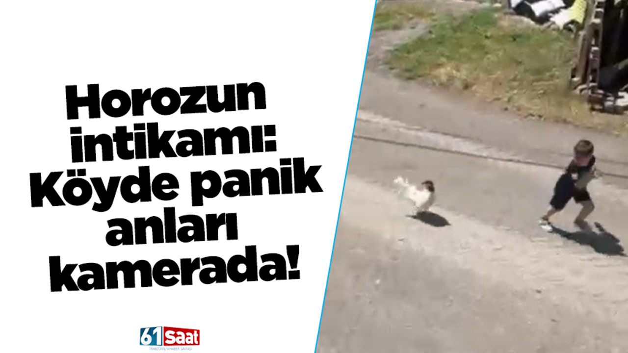 Horozun intikamı: Köyde panik anları kamerada!