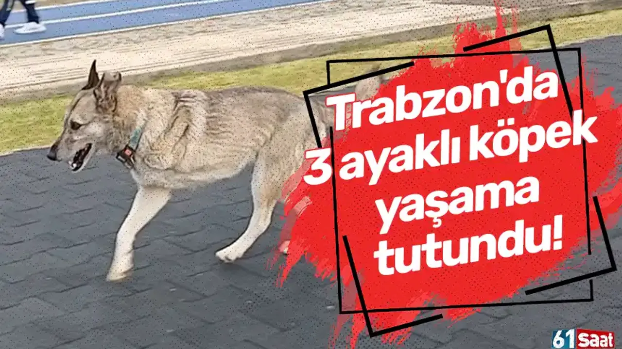 Trabzon'da 3 ayaklı köpek yaşama tutundu!
