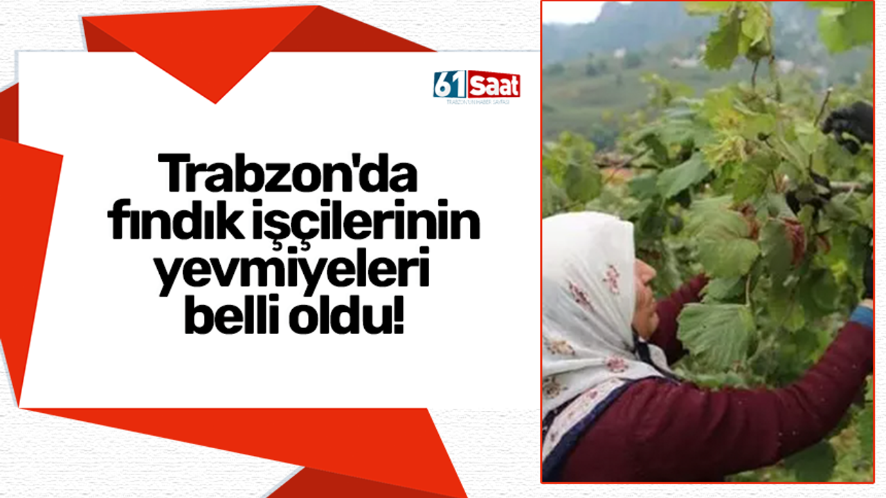 Trabzon'da fındık işçilerinin yevmiyeleri belli oldu!