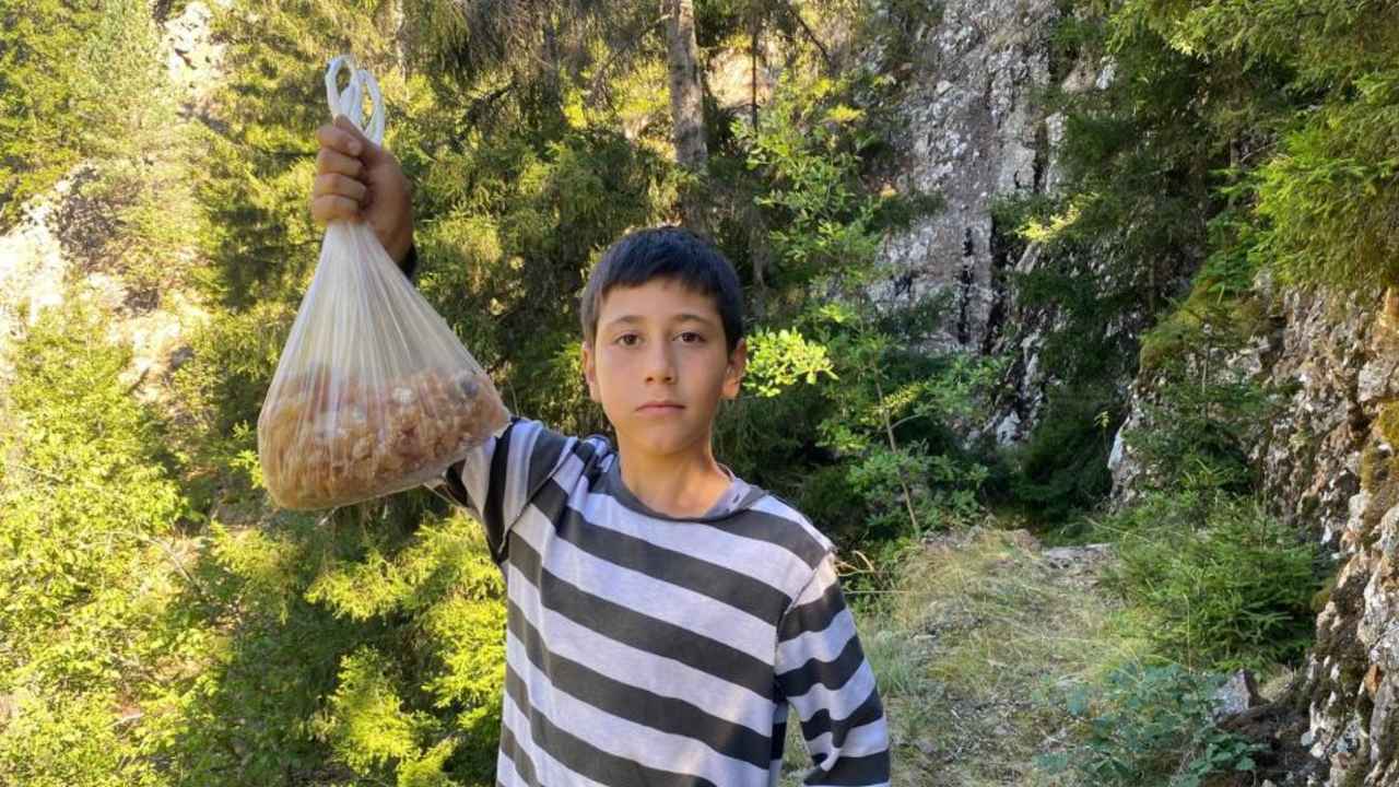 Artvinli minik Eymen hafta sonları çam sakızı toplayarak kilosunu 5 bin liraya satıyor