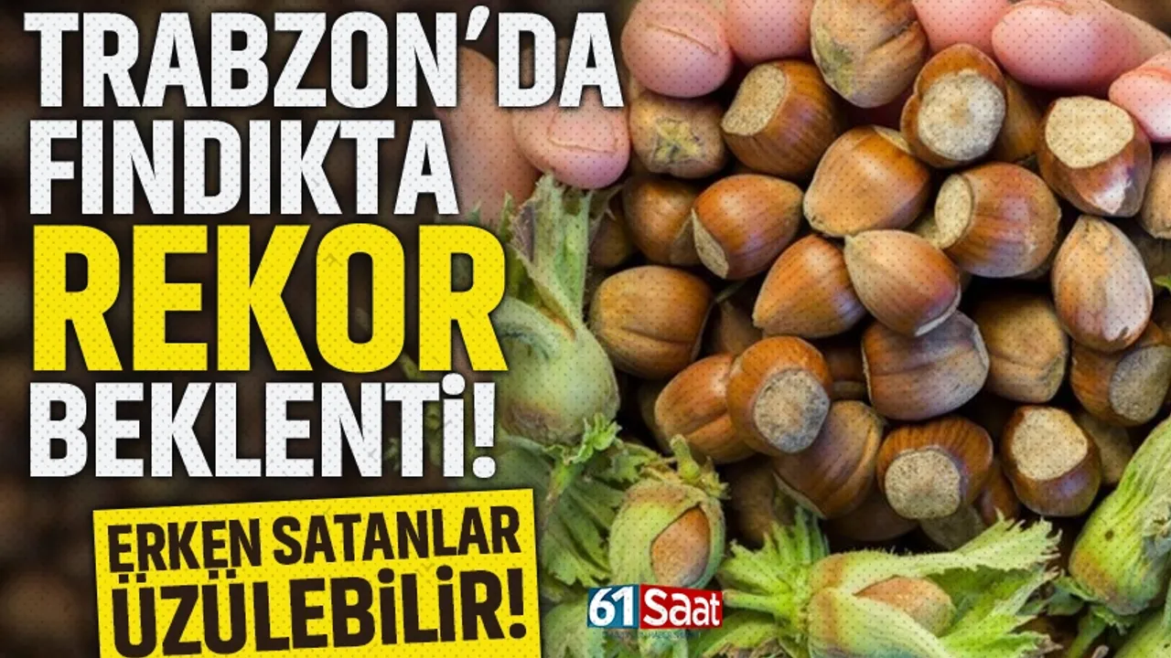 Trabzon'da fındıkta rekor beklenti.. Erken satanlar üzülebilir...