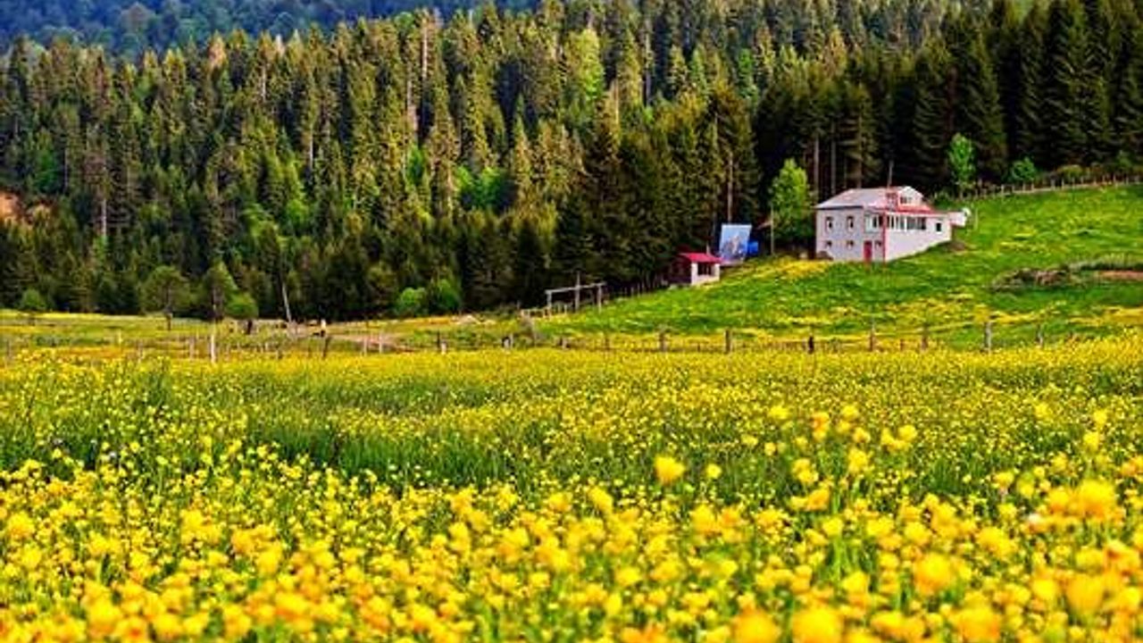 Trabzon'daki Kadıralak Yaylası sarı çiçeklerle renklendi