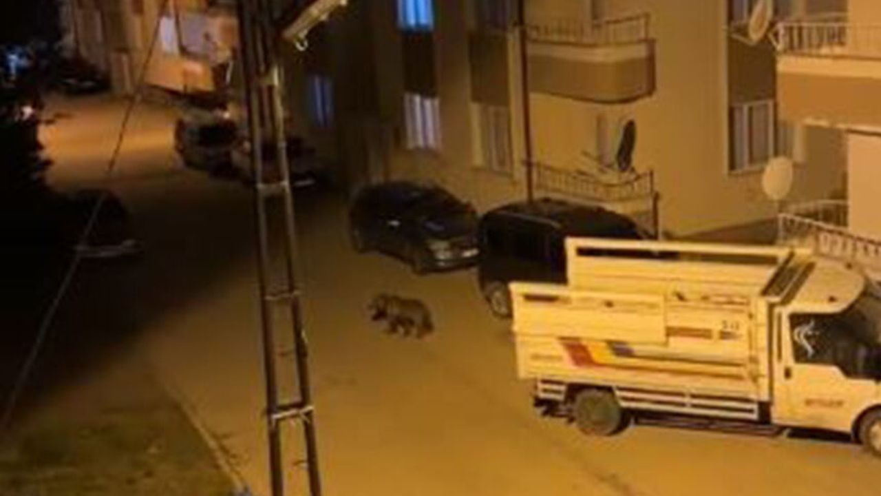 İlçenin kâbusu oldu, gündüz arazide gece ise sokaklarda