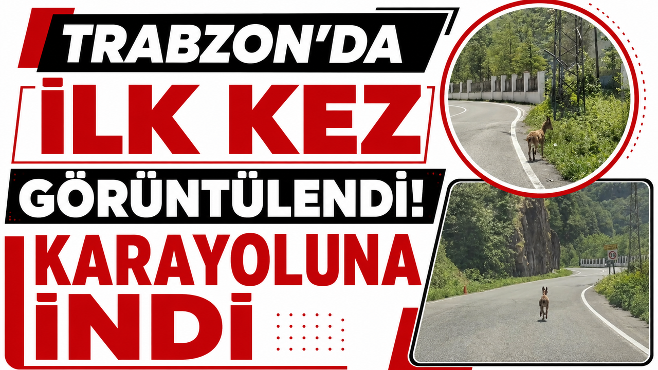 Trabzon'da ilk kez görüntülendi! Karayoluna indi