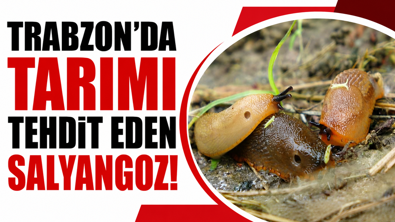 Trabzon’da İspanyol Salyangozu tarımı tehdit ediyor