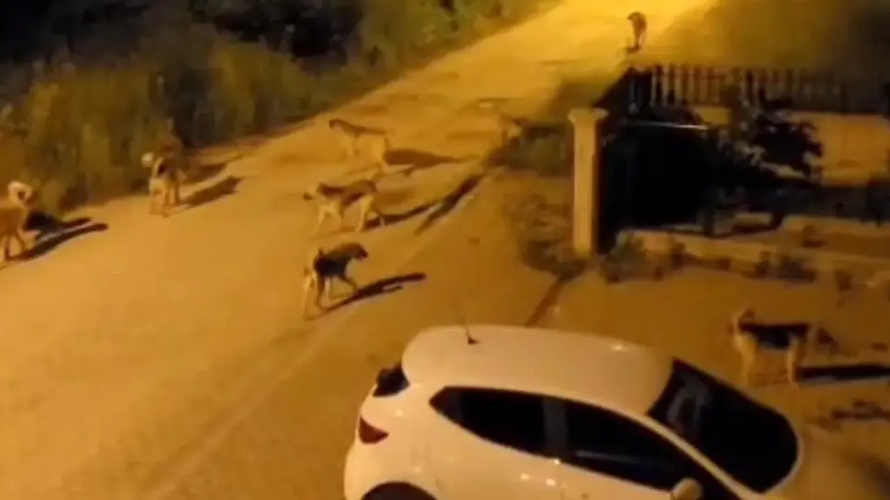 Bolu’da korkutan görüntü! Sokakları istila ettiler