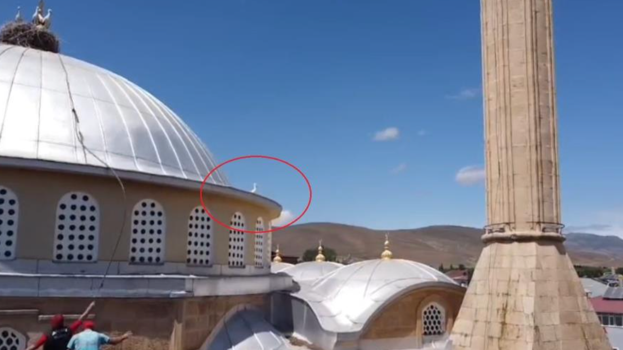 Bayburt’ta yuvasına dönemeyen yavru leylek ekipleri harekete geçirdi
