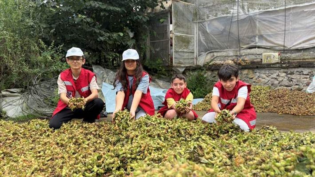 Trabzon'da çocuklar fındık bahçesinde organik tarımı öğrendi