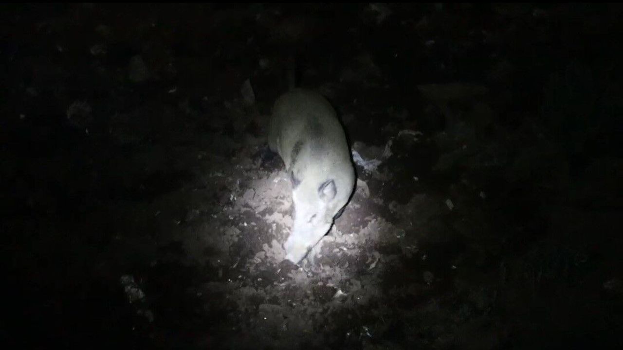 Gece kamerasında domuz ve ayı aynı anda görüntülendi