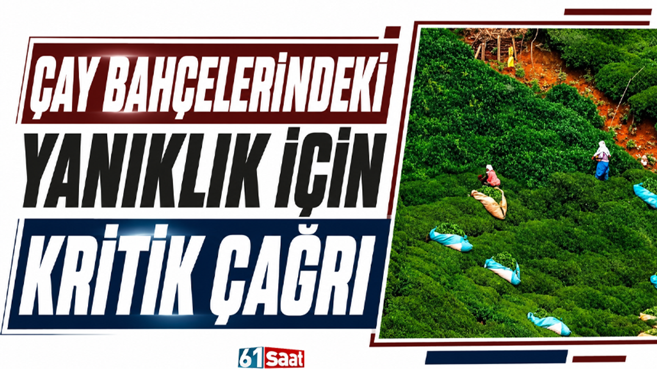 Çay bahçelerindeki yanıklık için kritik çağrı