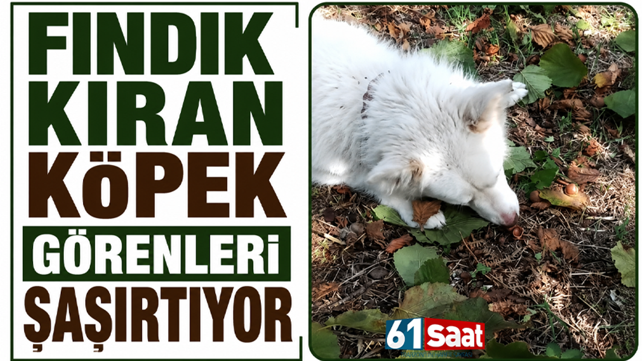 Fındık kıran köpek görenleri şaşırtıyor