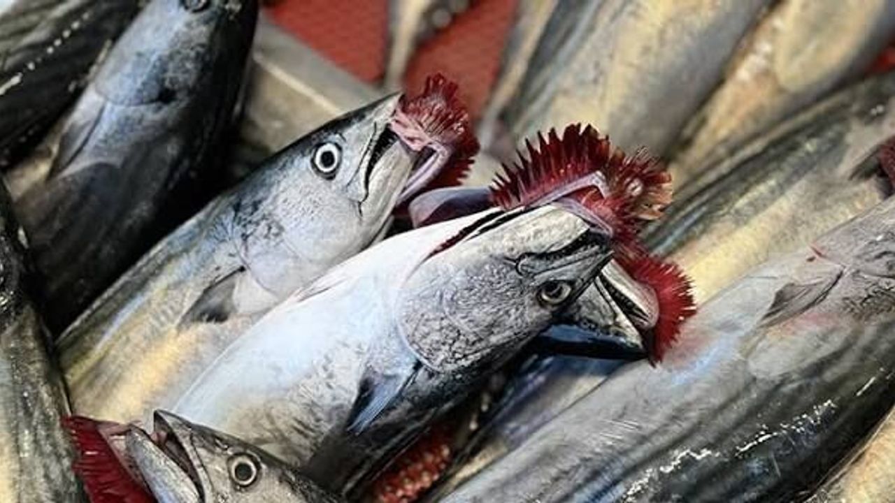 Karadeniz'de palamut avı bereketli başladı - Trabzon Haber Sayfası