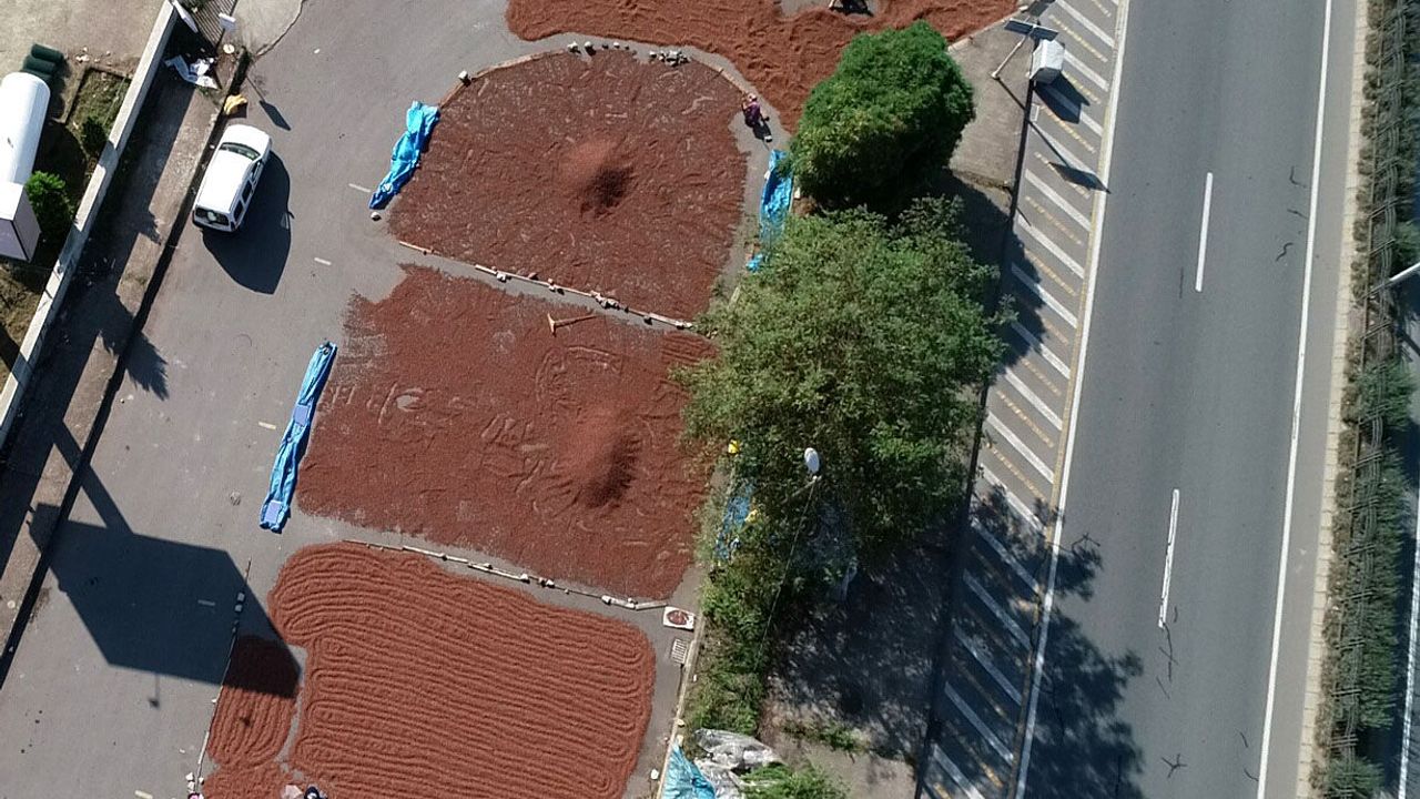 Trabzon’da fındık mesaisi sahile indi! Gece gündüz nöbet tutuyorlar