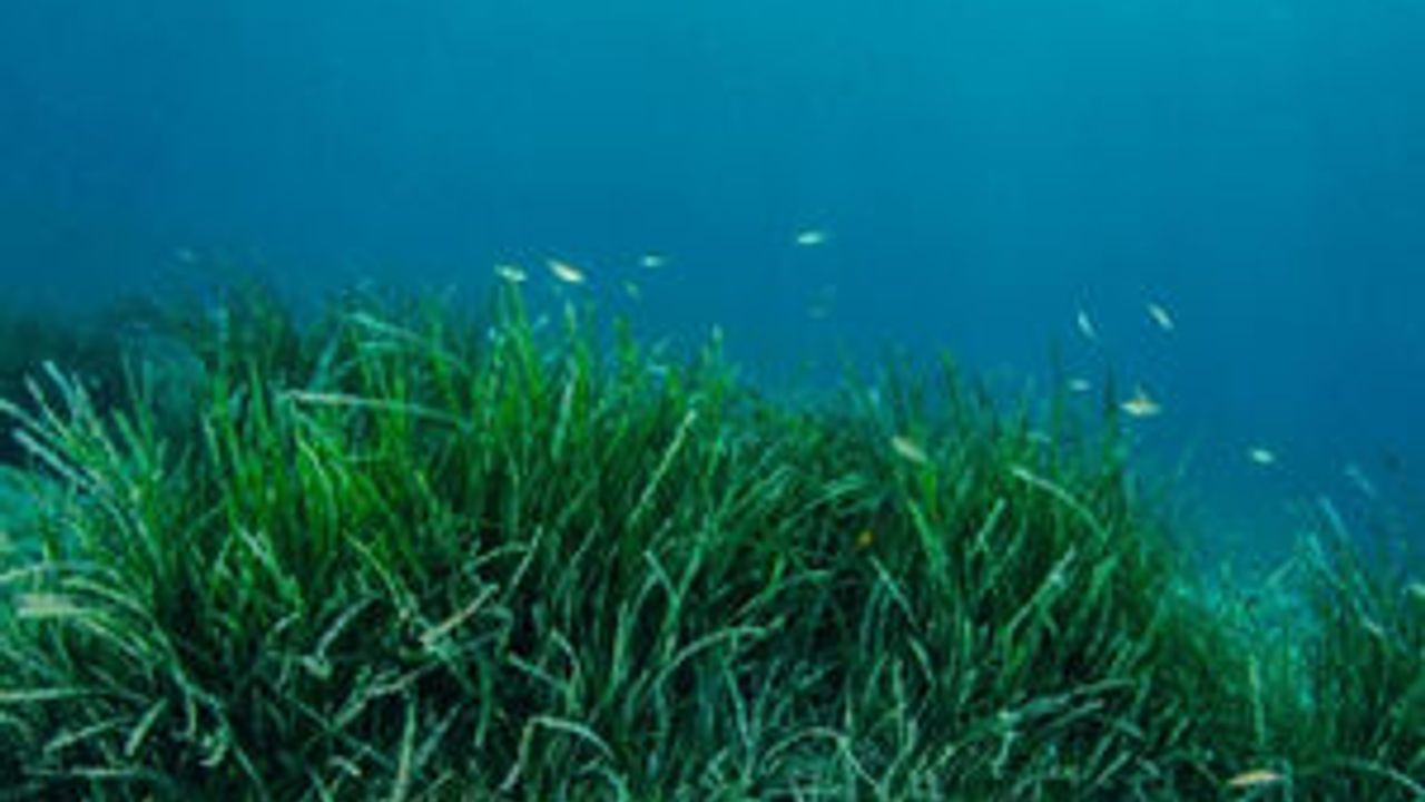 Karadeniz’in deniz çayırları haritalandı