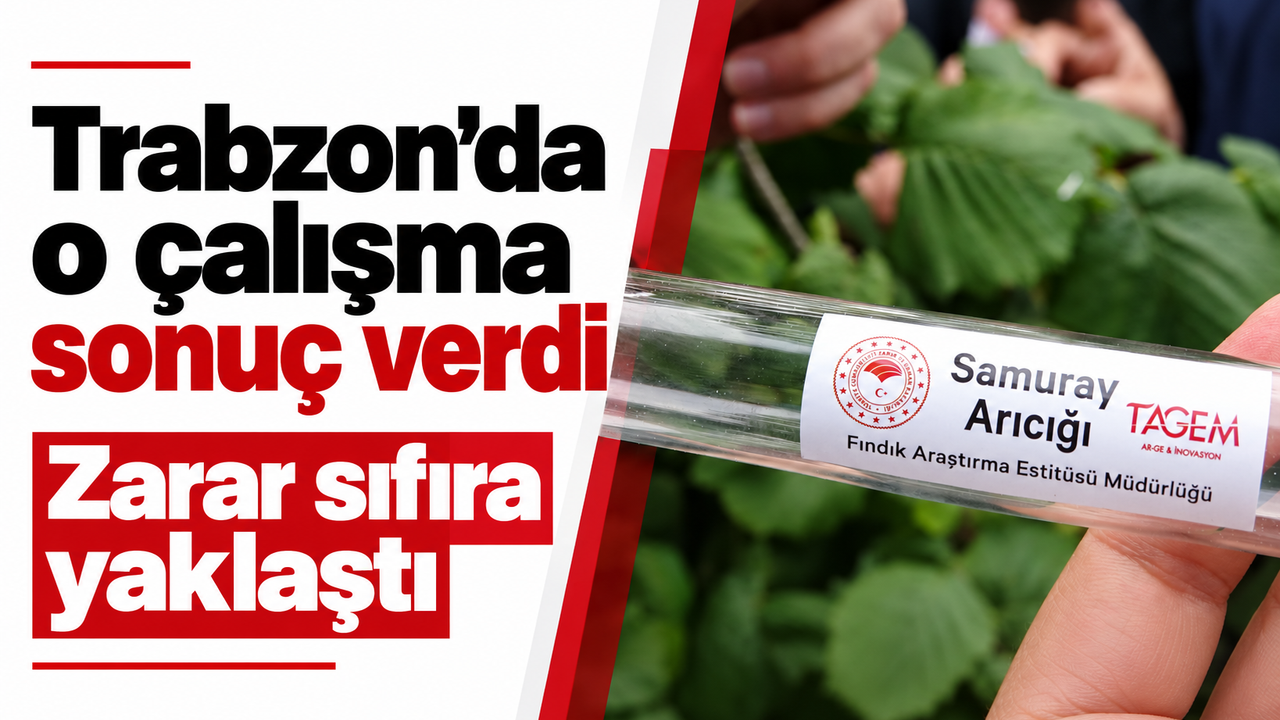 Trabzon’da kokarcaya karşı mücadele sonuç verdi: Fındıkta zarar sıfıra yaklaştı