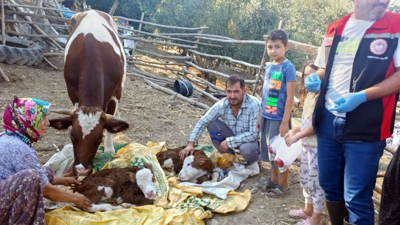 Muğla'da yeni doğan buzağılar için seferberlik