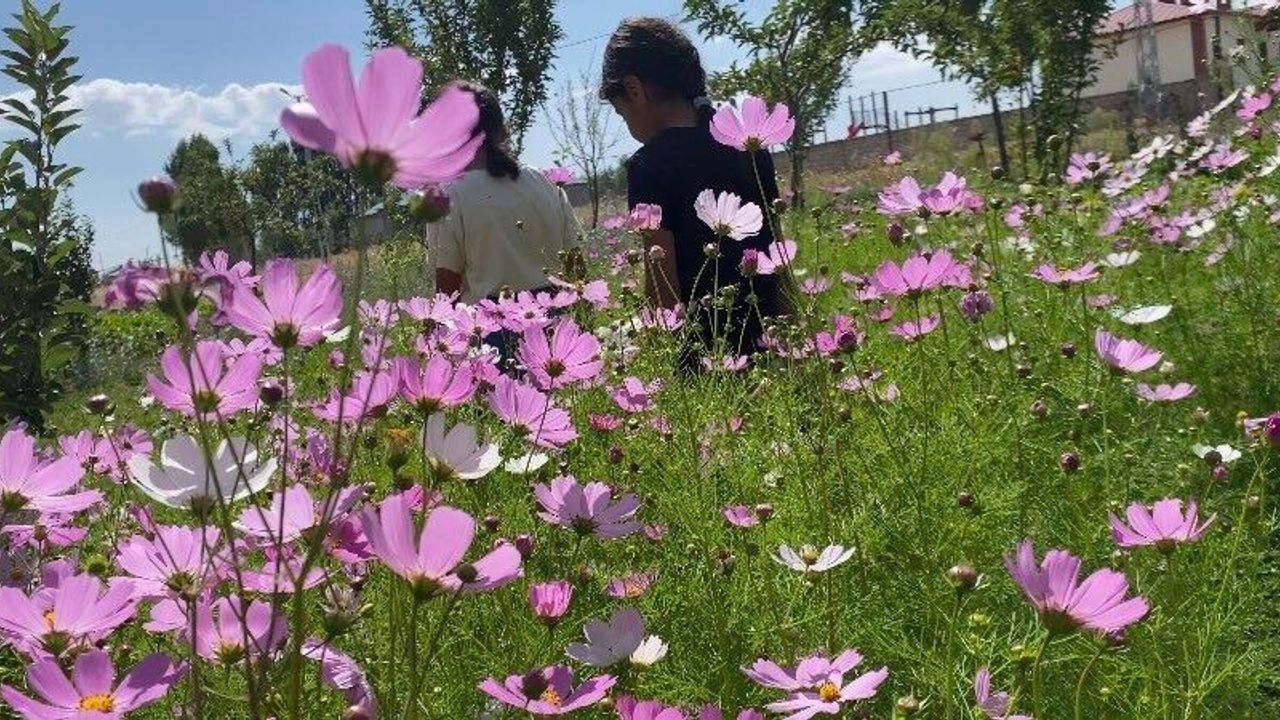 Sonbaharın son çiçekleri göz kamaştırdı