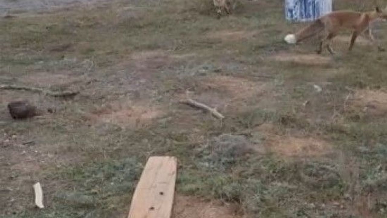 Eski istasyonda beklenmedik buluşma! Arı kovanlarını taşırken 3 tilki geldi, vatandaş misafirlerini eliyle besle
