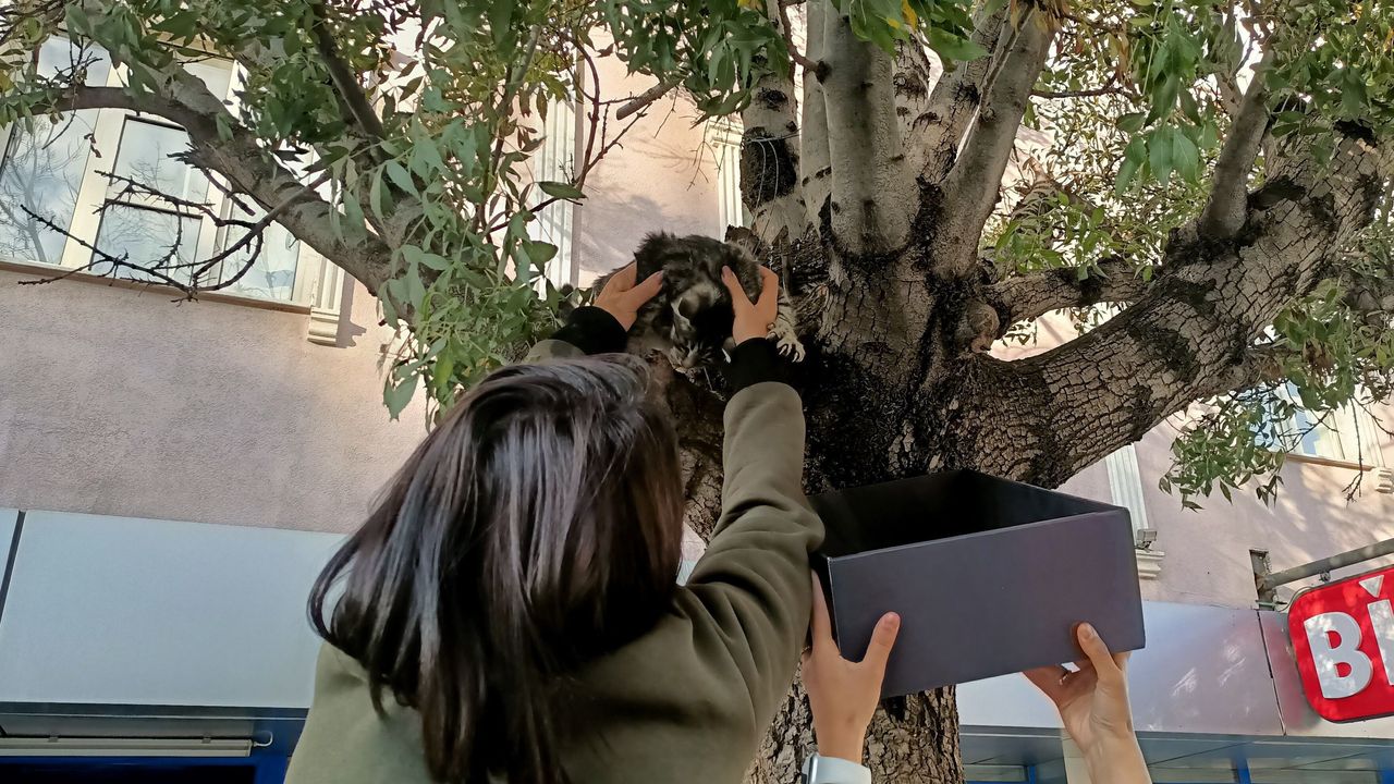 Ağaca çıkan yavru kedi yaş mamayla ikna edilerek kurtarıldı