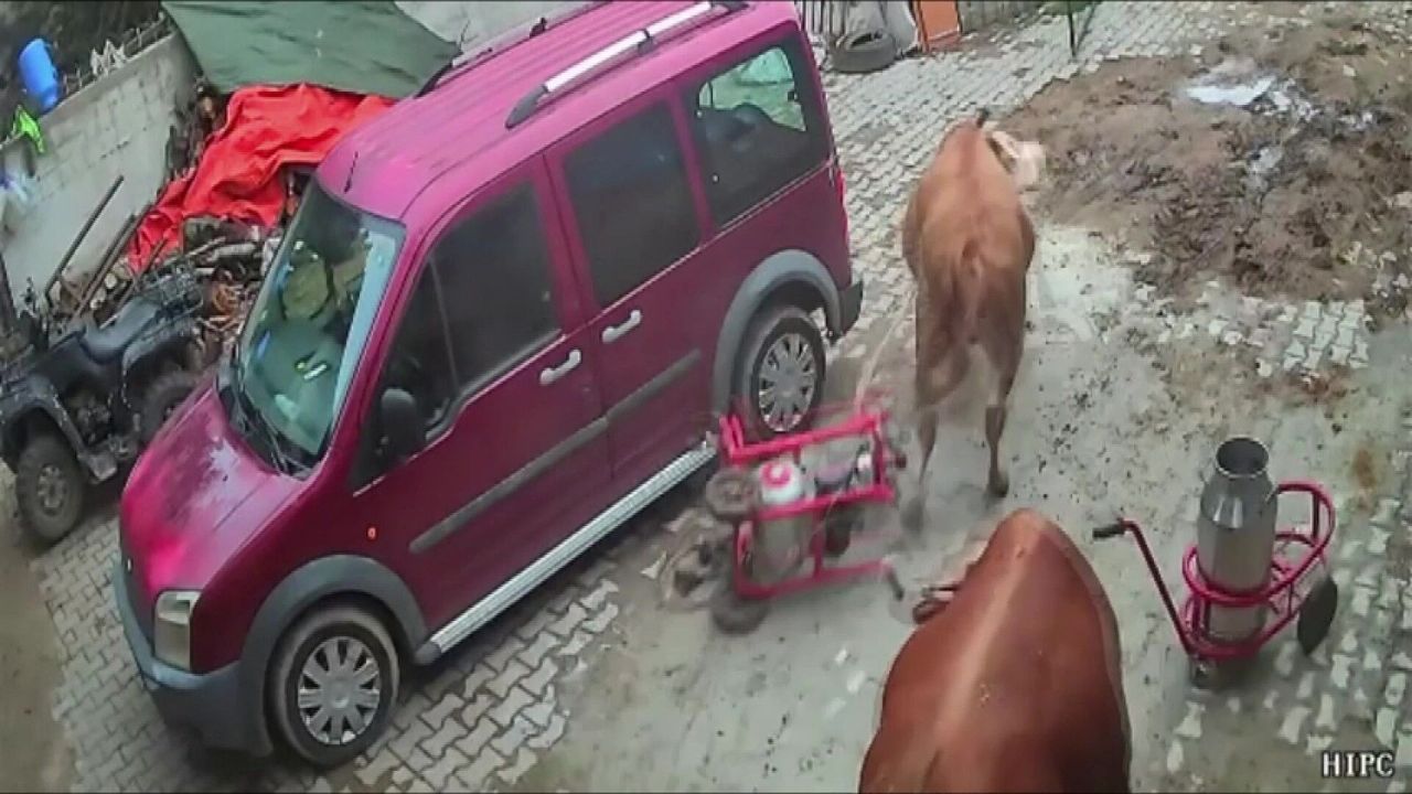 Öfkeli boğa süt sağım makinesini sürükledi