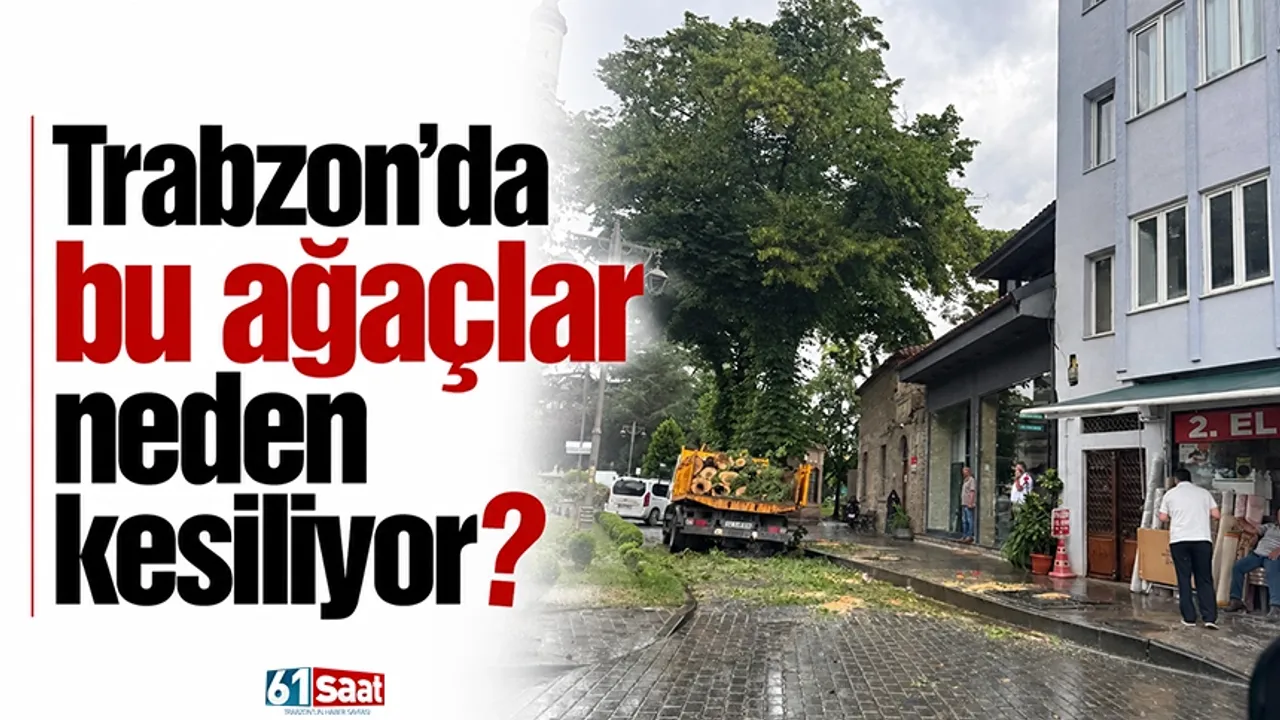 Trabzon'da bu ağaçlar neden kesiliyor?
