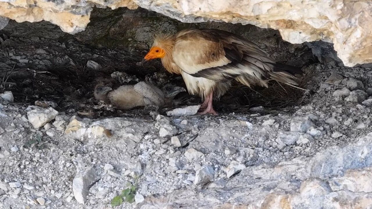 Yavrusunu besleyen akbaba dron kamerasına böyle yansıdı