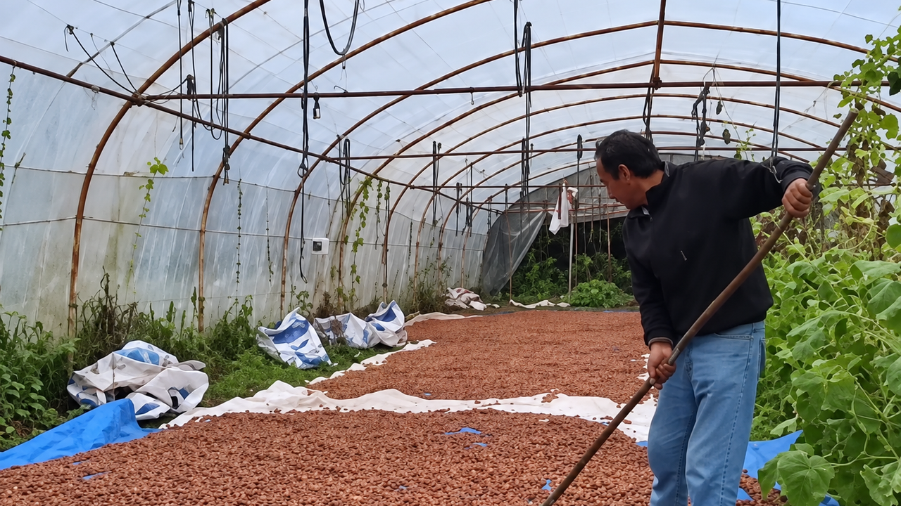 Karadeniz'de dinmeyen yağmurda serada fındık kurutma dönemi
