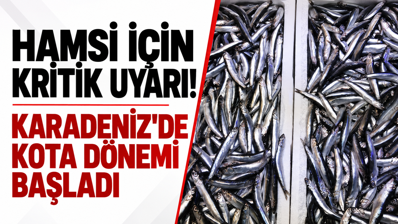 Hamsi için kritik uyarı! Karadenizde kota dönemi başladı