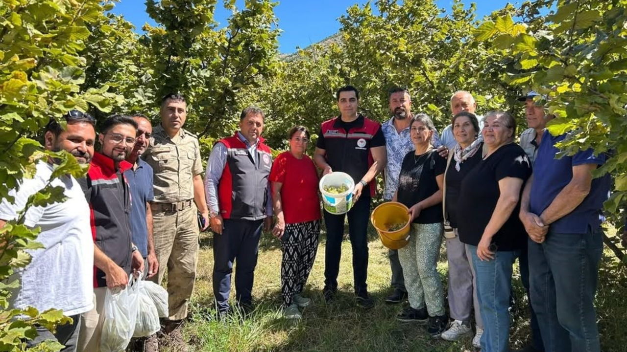 Kemah’ta nadir üretim! Fındık hasadı yapıldı